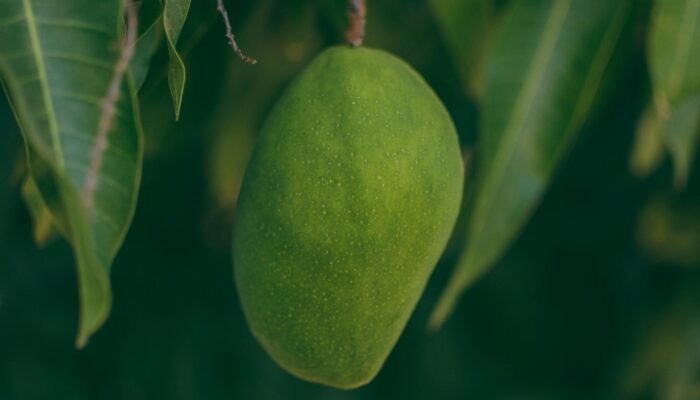 Manfaat Buah Mangga untuk Kesehatan: Kaya Vitamin, Segar, dan Menyegarkan