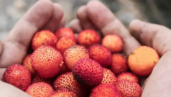 Leci: Buah Segar dengan Segudang Manfaat Kesehatan