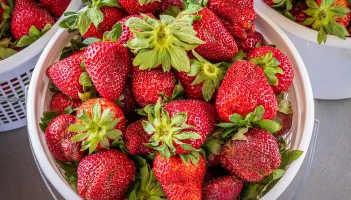 Manfaat Buah Stroberi untuk Kesehatan: Superfood Lezat dan Menyehatkan