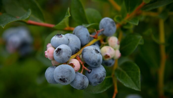 Manfaat Blueberry untuk Kesehatan: Buah Super dengan Nutrisi Lengkap