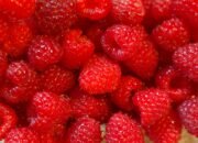 Raspberry: Buah Kecil yang Kaya Nutrisi dan Manfaat Kesehatan